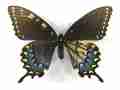 Papilio glaucus (mosaic gynandromorph 001) Internet Image property of respective owner, non-commercial use only